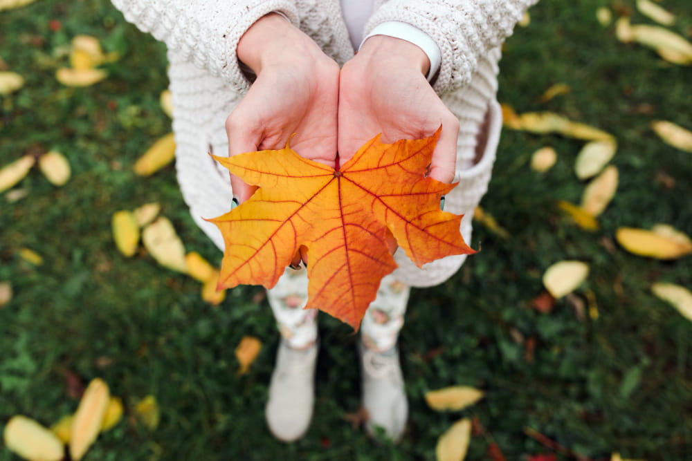 Leaf Cleanup Service Springfield VA | Quality Lawn
