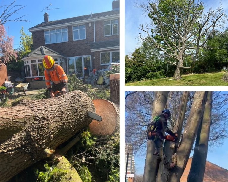 Tree Pruning Beckenham | LJ Tree Services