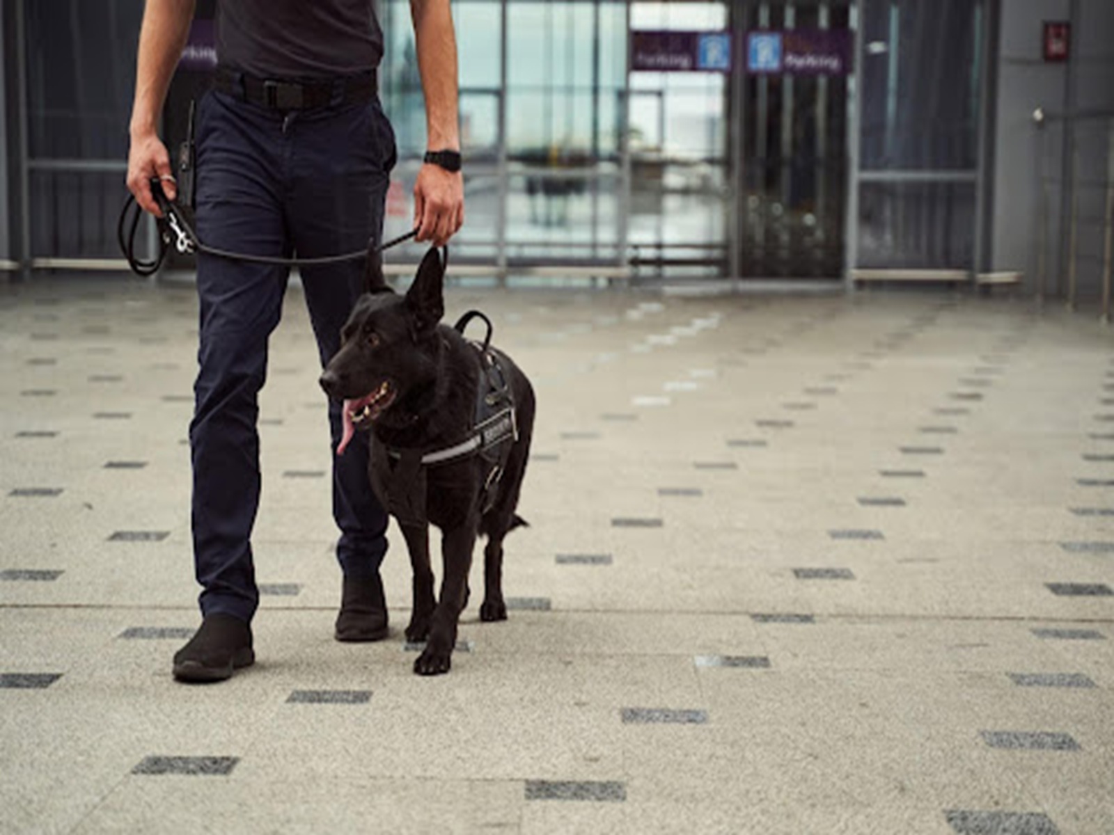 24 Hour Canine Security London | Dog Guard Security