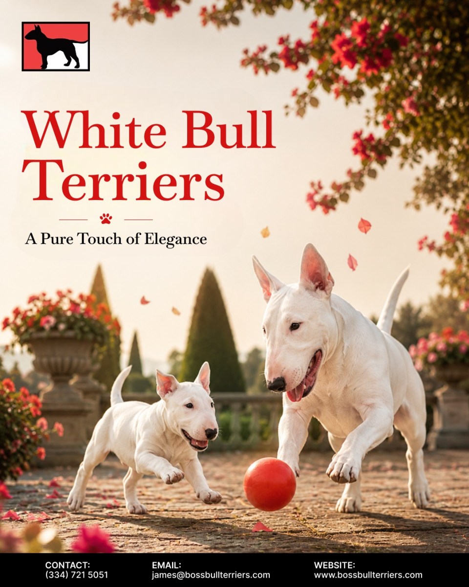 How Do Brindle Bull Terriers Stand Out as Family Pets? – Site Title