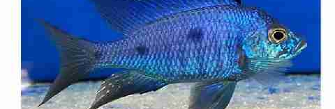 Home Cichlids Cover Image