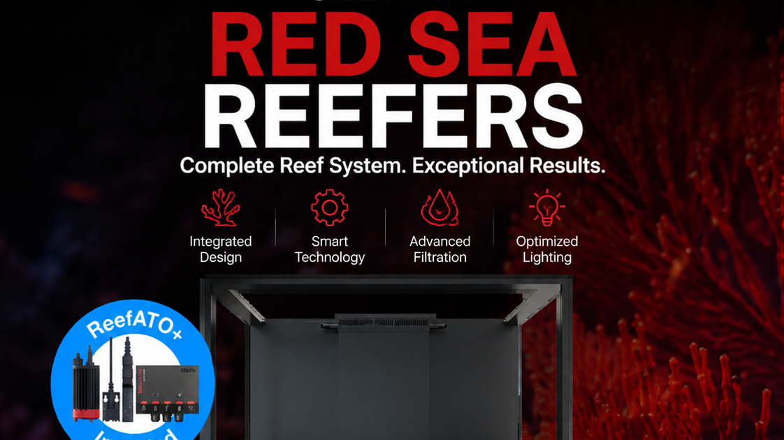 Why SPS Coral and Red Sea Aquariums Represent Serious Reef Keeping Standards