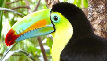 Film Production Company for Central America Projects