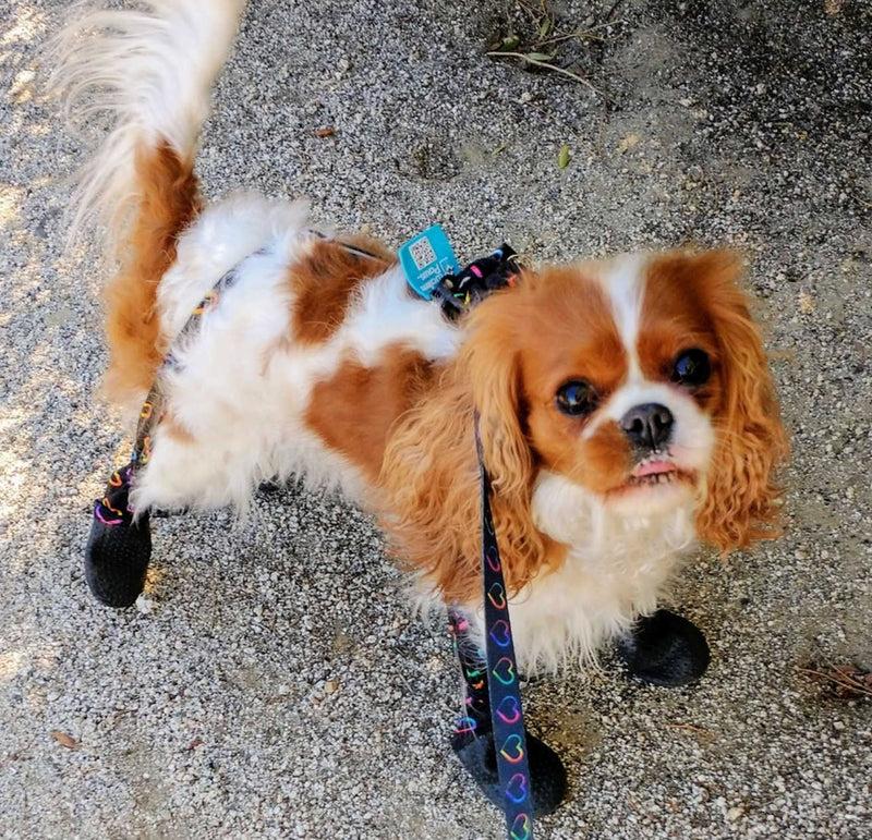 Dog Boots for Infection Prevention: When Paw Protection Makes Sense...