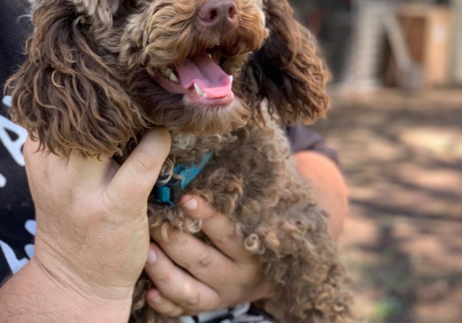 Merle and Parti Toy Poodle Puppies: A Complete Guide to These Stunning Coat Colours