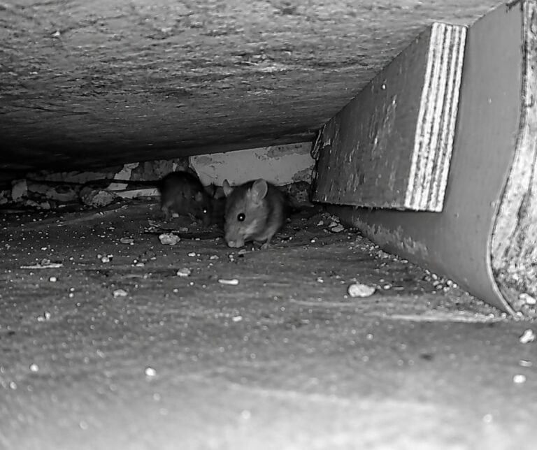 Rodent Control Florida | Rat & Mouse Removal Experts