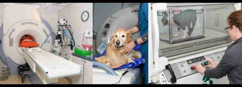 Veterinary Neurology And Imaging of the Chesapeake Cover Image