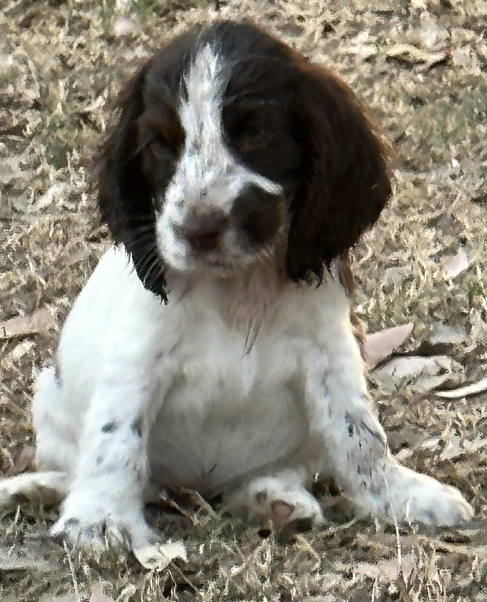 Choosing the Right Cocker Spaniel Breeder QLD Families Can Trust - Smart SEO Article