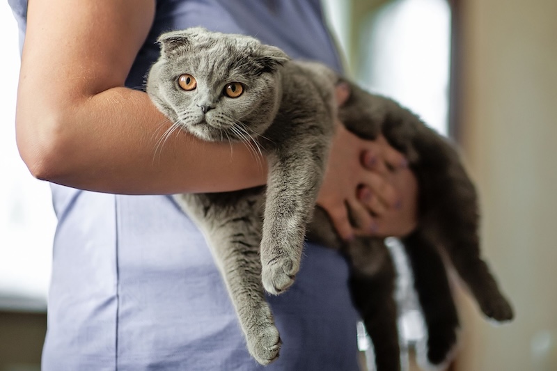 Providing Quality Veterinary Care for Healthier Pets – Para Hills Veterinary Clinic