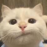 jinglitools jinglitools Profile Picture