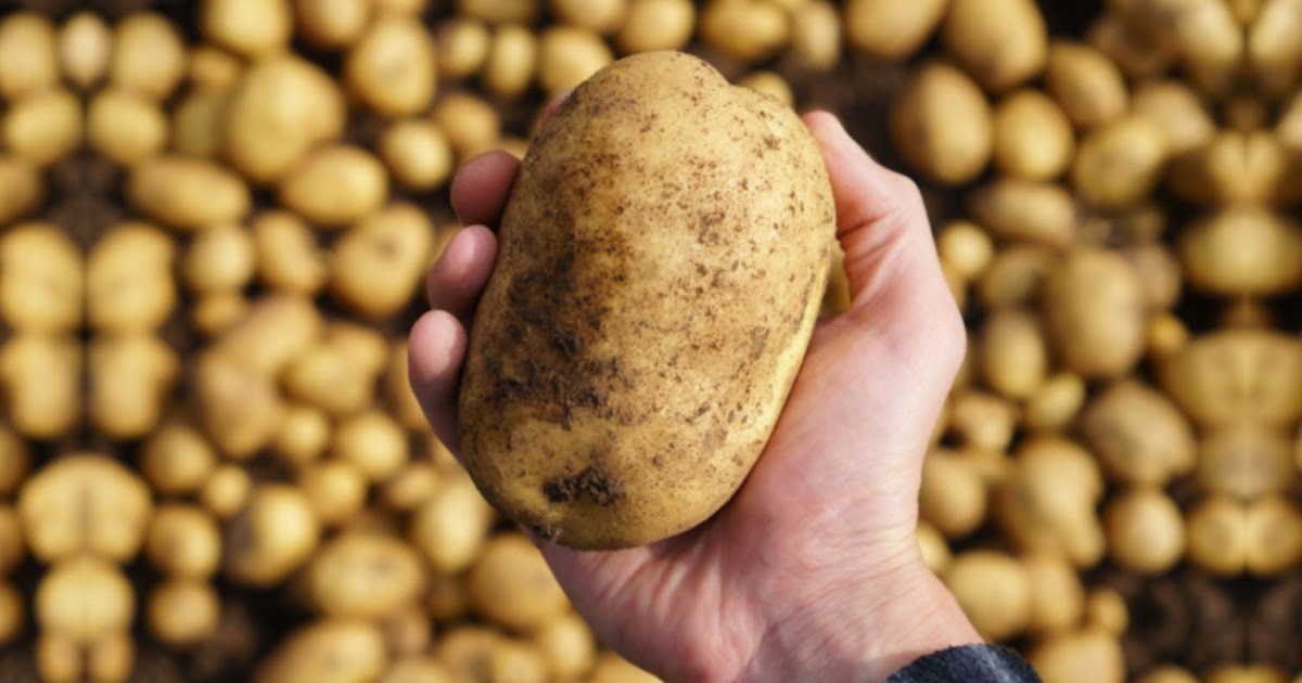 Russet Potato Supplier: A Complete Guide to Wholesale, Bulk Supply, and Fresh Russet Potatoes