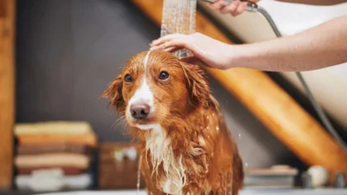Can a Professional Dog Bath in Bradenton Help Dogs Stay Fresh Between Full Grooms?